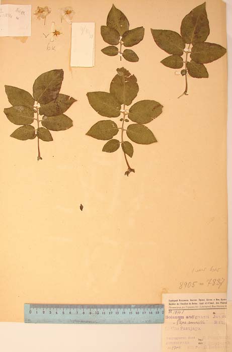 S. tuberosum tenuipedicellatum Holotype 1840b